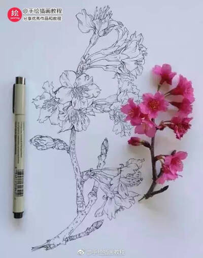 花卉写生线描画