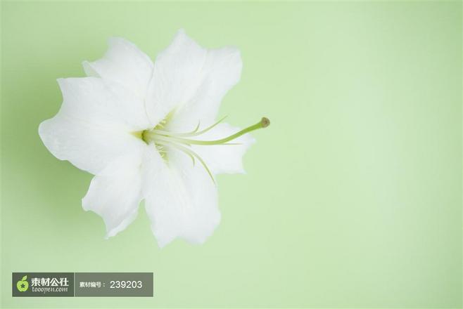 花语百合花花卉背景图片高清图片素材